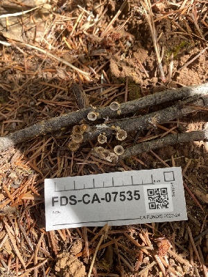  ( - FDS-CA-07535)  @11 [ ] c (2024) Marinna Grijalva Fungal Diversity Survey