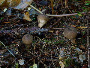  ( - FDS-CA-06609)  @11 [ ] by (2024) Justin Paulin Fungal Diversity Survey