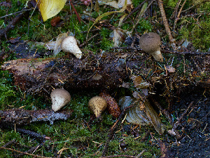  ( - FDS-CA-06609)  @11 [ ] by (2024) Justin Paulin Fungal Diversity Survey