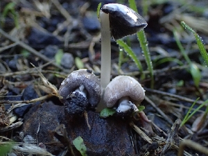  (Coprinopsis sp. CA08 - FDS-CA-07796)  @11 [ ] by-nc (2024) Sadie Hickey Fungal Diversity Survey