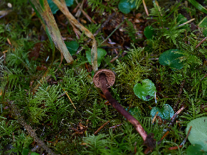  ( - FDS-CA-06617)  @11 [ ] by (2024) Justin Paulin Fungal Diversity Survey