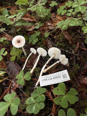  ( - FDS-CA-05832)  @11 [ ] by-nc (2024) Dean Lyons Fungal Diversity Survey