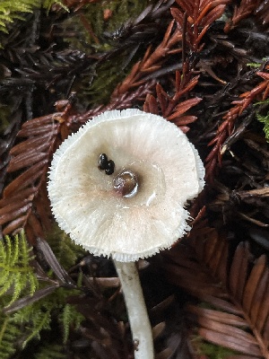  ( - FDS-CA-05832)  @11 [ ] by-nc (2024) Dean Lyons Fungal Diversity Survey
