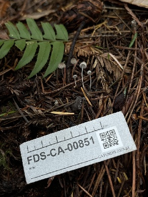  ( - FDS-CA-00851)  @11 [ ] by-nc (2024) Dean Lyons Fungal Diversity Survey