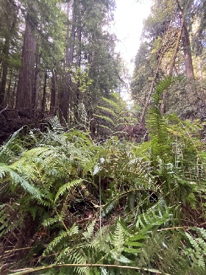  ( - FDS-CA-00864)  @11 [ ] by-nc (2024) Dean Lyons Fungal Diversity Survey