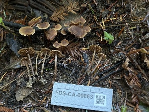  ( - FDS-CA-00863)  @11 [ ] by-nc (2024) Dean Lyons Fungal Diversity Survey