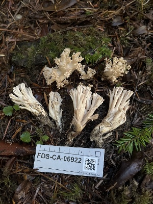  ( - FDS-CA-06922)  @11 [ ] by-nc (2024) Dean Lyons Fungal Diversity Survey