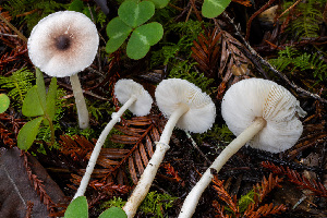  ( - FDS-CA-05832)  @11 [ ] by-nc (2024) Dean Lyons Fungal Diversity Survey