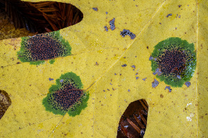  (Rhytisma sp. punctatum-PNW01 - FDS-CA-00856)  @11 [ ] by-nc (2024) Dean Lyons Fungal Diversity Survey