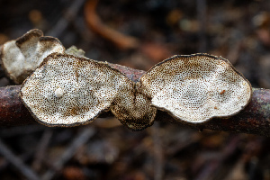  ( - FDS-CA-06931)  @11 [ ] by-nc (2024) Dean Lyons Fungal Diversity Survey