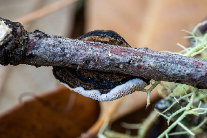  ( - FDS-CA-06931)  @11 [ ] by-nc (2024) Dean Lyons Fungal Diversity Survey