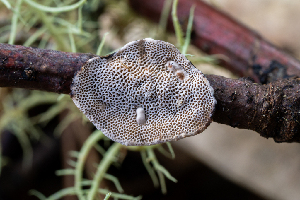  ( - FDS-CA-06931)  @11 [ ] by-nc (2024) Dean Lyons Fungal Diversity Survey