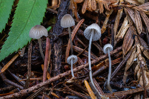  ( - FDS-CA-00851)  @11 [ ] by-nc (2024) Dean Lyons Fungal Diversity Survey