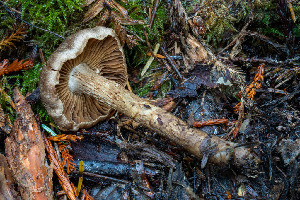  ( - FDS-CA-06920)  @11 [ ] by-nc (2024) Dean Lyons Fungal Diversity Survey
