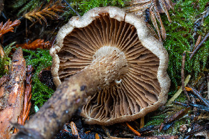  ( - FDS-CA-06920)  @11 [ ] by-nc (2024) Dean Lyons Fungal Diversity Survey