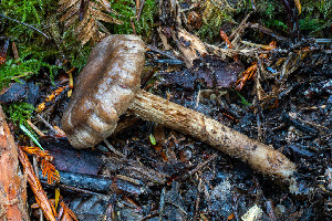  ( - FDS-CA-06920)  @11 [ ] by-nc (2024) Dean Lyons Fungal Diversity Survey