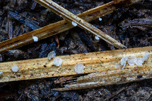  ( - FDS-CA-00864)  @11 [ ] by-nc (2024) Dean Lyons Fungal Diversity Survey