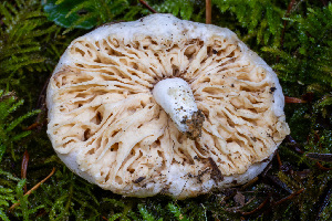 (Lactarius desjardinii - FDS-CA-05837)  @11 [ ] by-nc (2024) Dean Lyons Fungal Diversity Survey