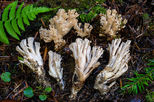  (Ramaria acrisiccescens - FDS-CA-06922)  @11 [ ] by-nc (2024) Dean Lyons Fungal Diversity Survey