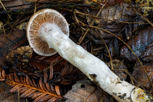 ( - FDS-CA-00855)  @11 [ ] by-nc (2024) Dean Lyons Fungal Diversity Survey