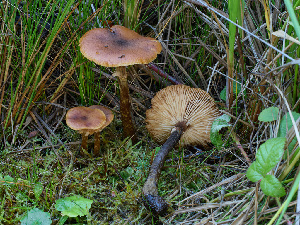  ( - FDS-CA-06621)  @11 [ ] by (2024) Justin Paulin Fungal Diversity Survey