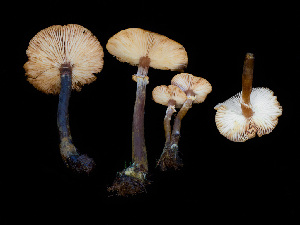  ( - FDS-CA-06621)  @11 [ ] by (2024) Justin Paulin Fungal Diversity Survey