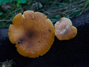  ( - FDS-CA-06621)  @11 [ ] by (2024) Justin Paulin Fungal Diversity Survey