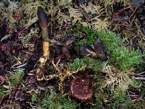  ( - FDS-CA-08060)  @11 [ ] by (2024) Mandy Hackney Fungal Diversity Survey