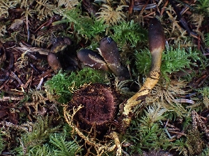  ( - FDS-CA-08060)  @11 [ ] by (2024) Mandy Hackney Fungal Diversity Survey