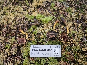  ( - FDS-CA-08060)  @11 [ ] by (2024) Mandy Hackney Fungal Diversity Survey