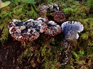  ( - FDS-CA-08018)  @11 [ ] by (2024) Mandy Hackney Fungal Diversity Survey