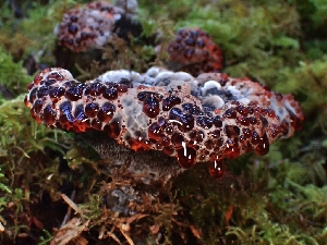  ( - FDS-CA-08018)  @11 [ ] by (2024) Mandy Hackney Fungal Diversity Survey