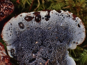  ( - FDS-CA-08018)  @11 [ ] by (2024) Mandy Hackney Fungal Diversity Survey