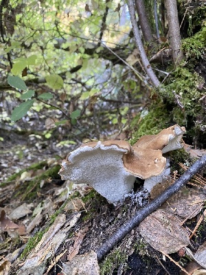  ( - FDS-CA-07538)  @11 [ ] c (2024) Marinna Grijalva Fungal Diversity Survey