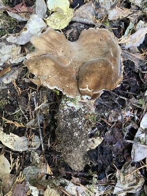  ( - FDS-CA-07538)  @11 [ ] c (2024) Marinna Grijalva Fungal Diversity Survey
