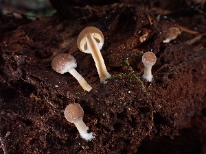  ( - FDS-CA-08017)  @11 [ ] by (2024) Mandy Hackney Fungal Diversity Survey