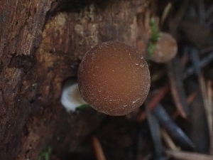  ( - FDS-CA-08017)  @11 [ ] by (2024) Mandy Hackney Fungal Diversity Survey