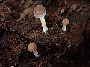  (Psathyrella piluliformis - FDS-CA-08017)  @11 [ ] by (2024) Mandy Hackney Fungal Diversity Survey