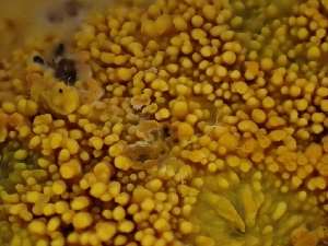  ( - FDS-CA-08042)  @11 [ ] by (2024) Mandy Hackney Fungal Diversity Survey