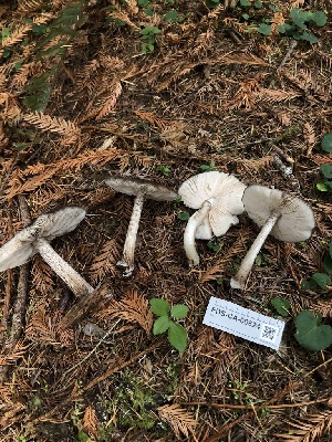  ( - FDS-CA-06624)  @11 [ ] by (2024) Justin Paulin Fungal Diversity Survey