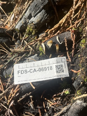  ( - FDS-CA-06918)  @11 [ ] by-nc (2024) Dean Lyons Fungal Diversity Survey