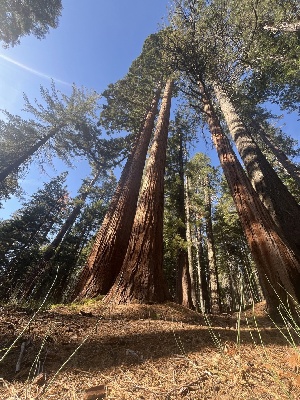  ( - FDS-CA-06918)  @11 [ ] by-nc (2024) Dean Lyons Fungal Diversity Survey