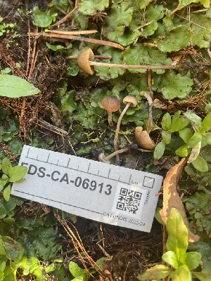  ( - FDS-CA-06913)  @11 [ ] by-nc (2024) Dean Lyons Fungal Diversity Survey
