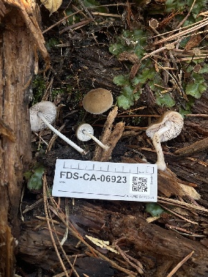  ( - FDS-CA-06923)  @11 [ ] by-nc (2024) Dean Lyons Fungal Diversity Survey