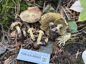  ( - FDS-CA-06924)  @11 [ ] by-nc (2024) Dean Lyons Fungal Diversity Survey
