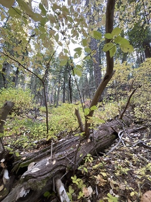  ( - FDS-CA-06924)  @11 [ ] by-nc (2024) Dean Lyons Fungal Diversity Survey