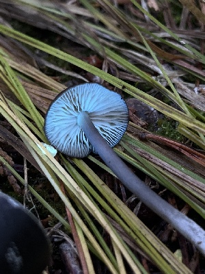  ( - FDS-CA-05831)  @11 [ ] by-nc (2024) Dean Lyons Fungal Diversity Survey