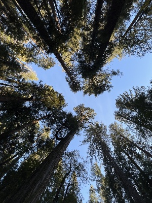  ( - FDS-CA-05831)  @11 [ ] by-nc (2024) Dean Lyons Fungal Diversity Survey