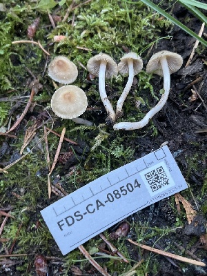  ( - FDS-CA-08504)  @11 [ ] by-nc (2024) Dean Lyons Fungal Diversity Survey