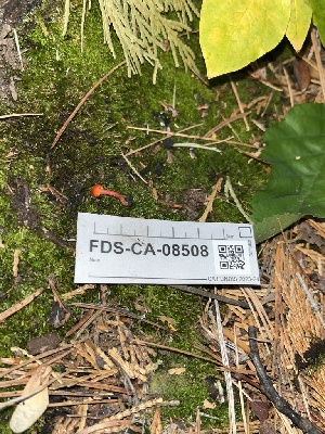  ( - FDS-CA-08508)  @11 [ ] by-nc (2024) Dean Lyons Fungal Diversity Survey
